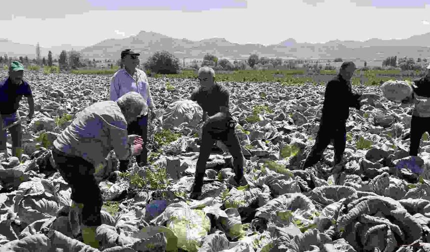 Niğde'nin Kaliteli Lahanası Avrupa Yolcusu