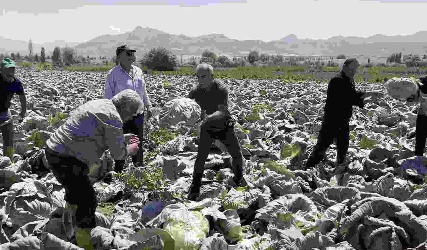 Niğde'nin Kaliteli Lahanası Avrupa Yolcusu